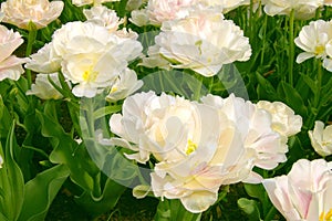 Fancy White Tulips