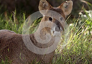 Fanged Deer