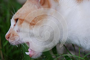 fanged local cat animal in nature, nature theme, macro close-up