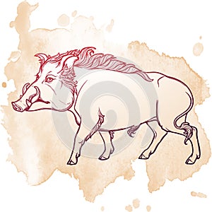 Fanged wild boar walking. Mascot of the New Year 2019 according to Chinese zodiac calendar.