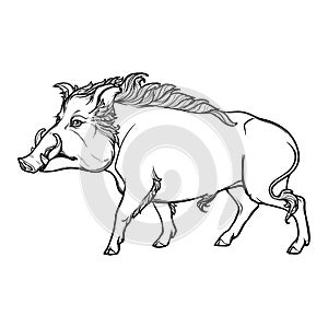 Fanged wild boar walking. Mascot of the New Year 2019 according to Chinese zodiac calendar.