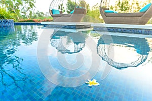 Fangipani Flower floating in a resort pool with daybeds and garden in the background glowing in the morning sunshine