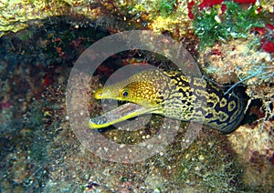 Fangtooth Moray