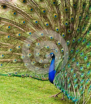 Fanned feathers of a Peacock