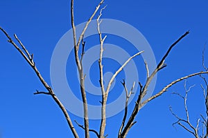 FANNING BRANCHES OF DEAD TREE AGAINST BLUE SKY