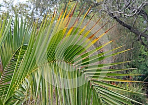 FANNING PALM LEAF WITH YELLOWING TIPS