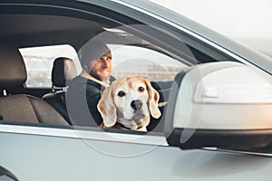 Fanny beagle dog looks out fron window when travel with his owner by the car