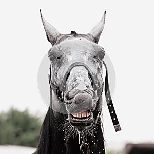 Fanny emotions of horse during washing