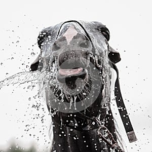 Fanny emotions of horse during washing