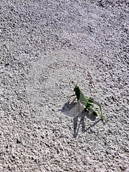 Ragazza verde cavallo si muove K avventura 