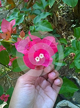 Fanta Coloured Bougainvillea for background