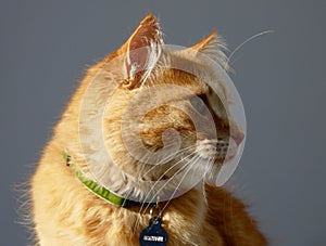 Fanta: an ginger orange male cat profile picture