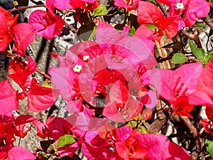 Fanta red bougainvillea flowers, blooming in summer