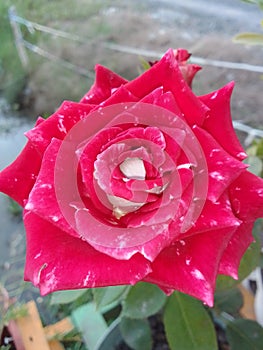 Fantacy Super Red Rose photo