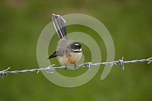 Fantail Bird