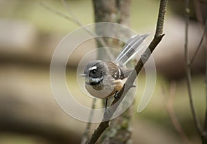 Fantail bird