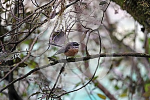 Fantail bird at Blue Pools on Haast Pass New Zealand