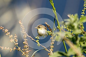 The Fantail Cisticola juncidis is a small bird from the warblers family