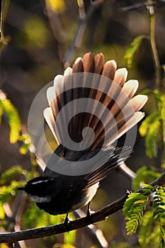 Fantail Flycatcher displaying against light