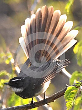 Fantail Flycatcher displaying against light