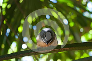 Fantail looking down looking for insects