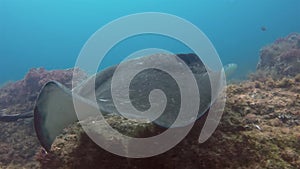 Fantail Stingray Cowtail Sting Ray Or Blotched Fantail Bull Ray Close Up & Swimming