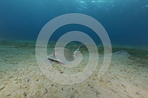 Fantail stingray (pastinachus sephen) the Red Sea.