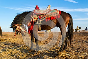 Fantasia dark bay horse with colorful saddle photo