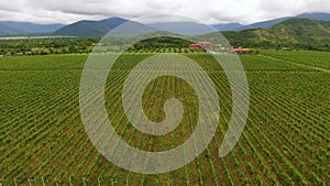 Fantastic aerial view of huge vineyard and mountains, viniculture and farming