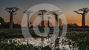 A fantastic alley of baobabs at sunset.