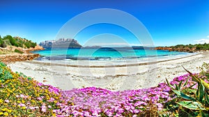 Fantastic azure water with rocks and lots of flowers at Doctors beach Spiaggia del Dottore near Porto Istana