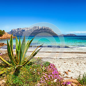 Fantastic azure water with rocks and lots of flowers at Doctors beach Spiaggia del Dottore near Porto Istana photo