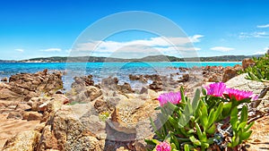 Fantastic azure water with rocks and lots of flowers at Doctors beach