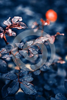 Fantastic background of pink rose with dark blue leaves with raindrops growing in garden with shallow Depth of Field