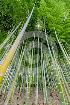 Fantastic bamboo forest trees standing tall