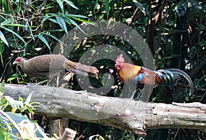 Fantastic beast and where to find them - Gallus gallus/Red junglefowl