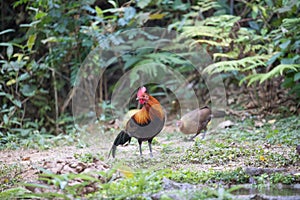 Fantastic beast and where to find them - Gallus gallus/Red junglefowl