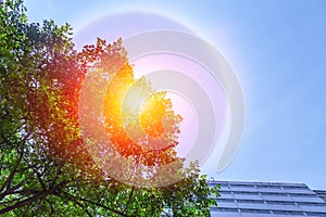 Fantastic beautiful sun halo phenomenon