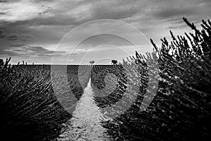 Fantastic black and white landscape of lavender fields and sunset sky clouds. Inspirational and dramatic nature