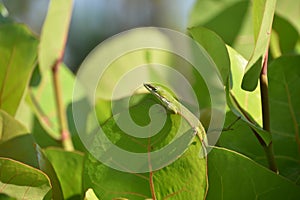 Fantastic Camoflauge Green Lizard in a Bush photo