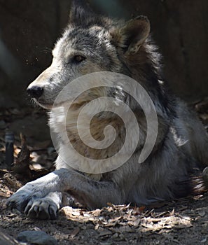 Fantastic Capture of a Timber Wolf Resting