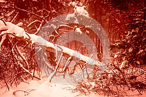 Fantastic Christmas mysterious winter snowy forest. Dramatic fallen old tree. Creative collage. Russia