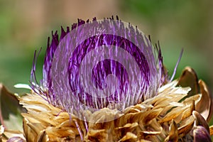 Fantastic close up of the flowering head of an artichoke plant