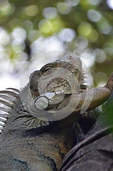 Fantastic Close Up of an Iguana in a Tree
