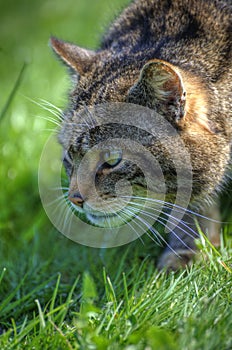 Fantastic close up of Scottish wildcat