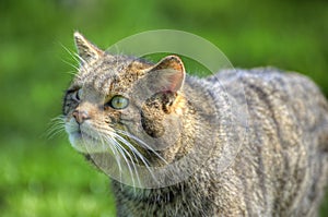 Fantástico vista de cerca de escocés gato salvaje 