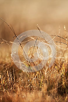 Fantastic cobweb with dew on winter morning, golden sunrise shining on cobweb and wild grass, blurred fields backgrounds
