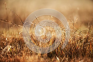 Fantastic cobweb with dew on winter morning, golden sunrise shining on cobweb and wild grass, blurred fields backgrounds