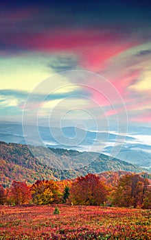 Fantastic colors autumn landscape in the Carpathian mountains.