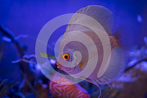 Fantastic discus fish in the aquarium photo